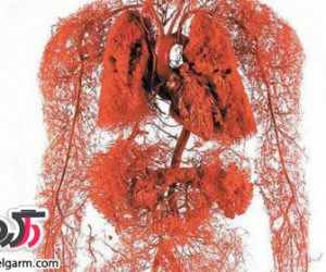 مواد غذایی خون ساز کدامند؟