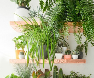 دکوراسیون منزل با گیاهان زینتی