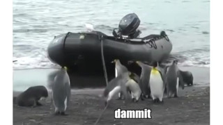 کلیپ کوتاه پنگوئن ها