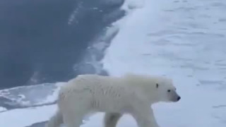 ترفند خرس قطبی برای عبور از روز یخ
