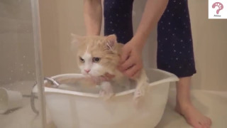 کلیپ دیدنی از حمام دادن گربه خانگی