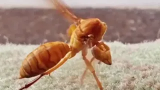تلاش یک زنبور هورنت برای برگردوندن سرش