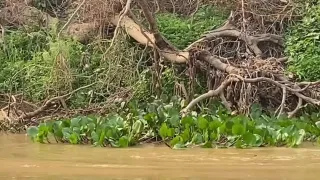 ویدیو دیدنی از لحظه شکار شدن یک تمساح توسط پلنگ