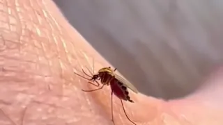 پشه ها چگونه انسان را نیش میزنند؟