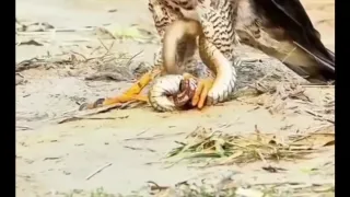 کلیپ جالب و خیره کننده از شکار شدن عقاب شکارچی توسط مار