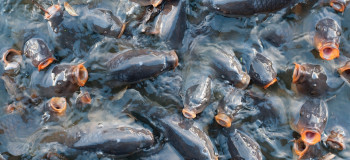 آشنایی طرح توجیهی پرورش ماهی گرمابی ( کپور )