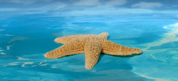 ستاره دریایی در کجا و چگونه زندگی می‌کند ؟