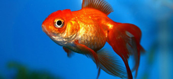 ۱۰ راهکار طلایی برای نگهداری از ماهی قرمز عید