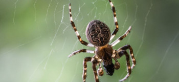 چگونه رتیل را از عنکبوت تشخیص دهیم و این دو چه فرقی با هم دارند ؟