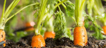 مراقبت و پرورش هویج در گلدان + آموزش کاشت