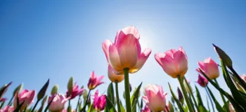 روش نگهداری گل لاله در گلدان برای افراد مبتدی در گلخانه داری