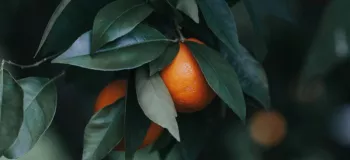 مهمترین آفات درختان پرتقال کدامند و چگونه با آنها مبارزه کنیم