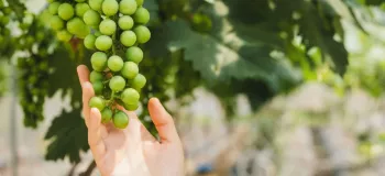 برای افزایش باردهی درخت انگور چه کنیم؟