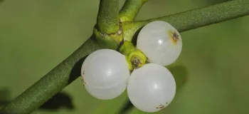 آشنایی با گیاه دارواش و خواص آن