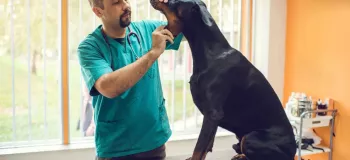 چگونه بوی بد دهان سگ را درمان و رفع کنیم؟ ( + ۳ علت اصلی بوی بد )