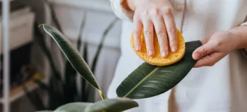 راهکارهای طلایی برای براق و تمیز کردن برگ گیاهان خانگی
