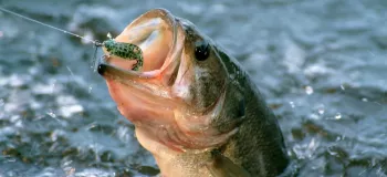 آیا اگر ماهی در تور ماهیگیری بمیرد، خوردنش حلال است ؟