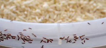 چگونه از شپشک زدن برنج پیشگیری کنیم؟