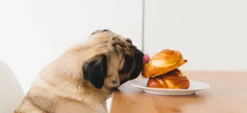آیا خوردن نان برای سگ مناسب است ؟