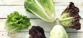فرق کاهو معمولی با کاهو پیچ : کدام نوع بیشتر ماندگار است ؟