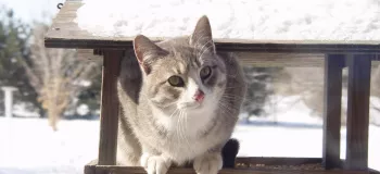 چگونه از گربه ها در زمستان مراقبت کنیم ؟