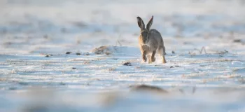 مراقبت از خرگوش در فصل زمستان