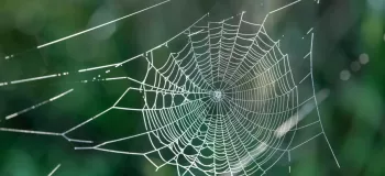 عنکبوت چگونه تار درست می کند ؟