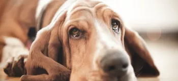 ۵ علتی که باعث ریزش اشک از چشم سگ می شود !