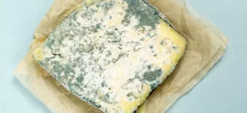 آیا میتوان پنیر کپک زده را خورد؟