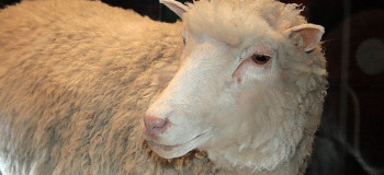 بردن گوسفندان به بانک برای ضمانت وام ازدواج در اهواز !