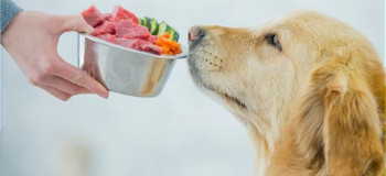 راهنمای خرید غذای سگ با بهترین کیفیت و ارزانترین قیمت