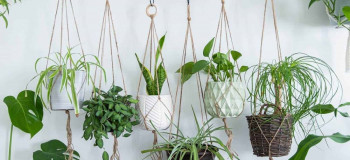 گیاهان آپارتمانی سمی کدام‌اند؟