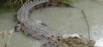 ورود تمساح غول پیکر بعد از سیل به سیستان بلوچستان همه را به وحشت انداخت !