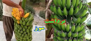 ویدیو / فکرشو میکردین برداشت موز اینجوری باشه ؟!