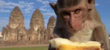 میمونا موز رو میخورن یا پوستشو ؟!