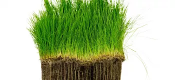 روش تهیه سبزه گندم در خاک ژله ای + روش نگهداری