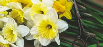آموزش تصویری ساخت کاردستی گل نرگس برای نیمه شعبان مرحله به مرحله