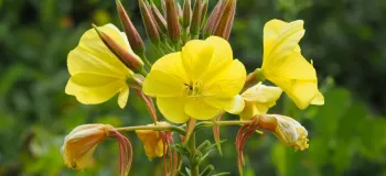 بررسی شرایط پرورش و نگهداری از گل اوناترا