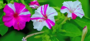 روش کاشت بذر گل لاله عباسی در گلدان و باغچه