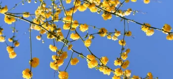 روش کاشت و نگهداری از گل رز ژاپنی (گل آبشار طلایی)