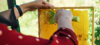 با این ۴ روش به راحتی موم رو از عسل جدا کن !