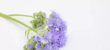 نحوه کاشت و نیازهای گل ابری آبی