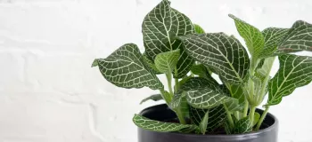روش مراقبت از گیاه فیتونیا در تابستان