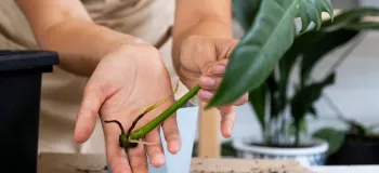 گره گیاه: کمک به گیاه برای خارج کردن ریشه از گره گیاه