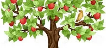 داستان کوتاه کودکانه آلبالوی عجول + نتیجه گیری قصه