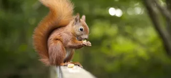 دانلود گیف های سنجاب گوگولی ترین موجود جهان