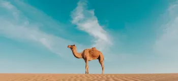 ۲۰ گیف شتر حیوان بامزه و عجیب و غریب