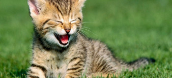 دانلود انواع صدای گربه (نر،ماده) برای جذب گربه