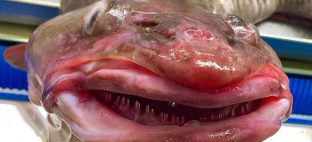 عجیب ترین ماهی دنیا / ترسناکهای زیر آب