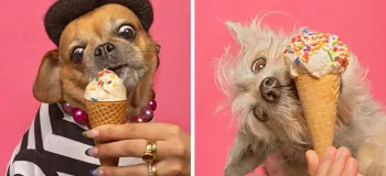 عکاسی از سگ هایی که در حال بستنی خوردن هستند حتما قلب شما را آب میکند !